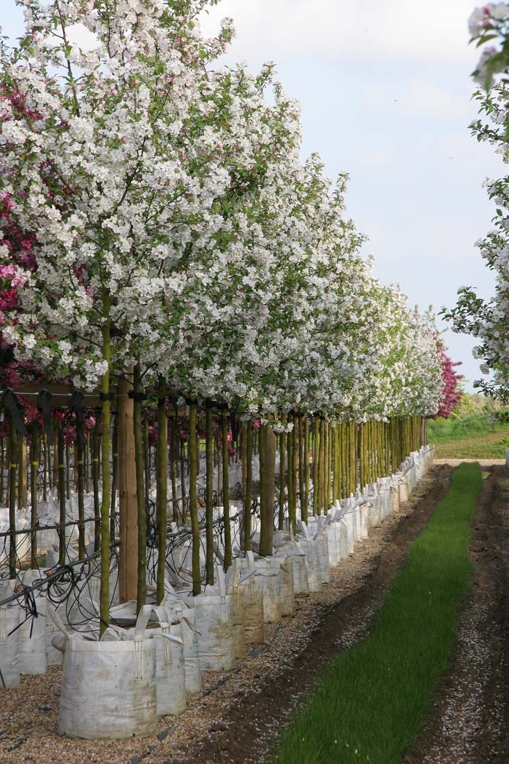 Malus Evereste on the barcham Trees nursery