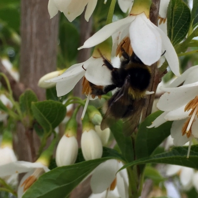 The snowdrop like flower of Styrax japonicus  june snow