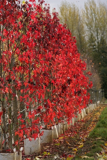 beautiful autumn foliage of Liquidambar styraciflua Worplesdon