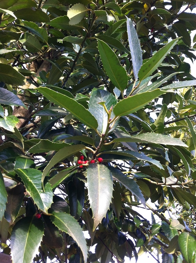 foliage and berrie of Ilex castaneifolia