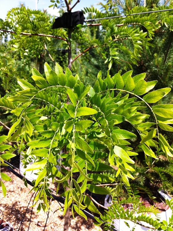 Gleditsia triacanthos Skyline