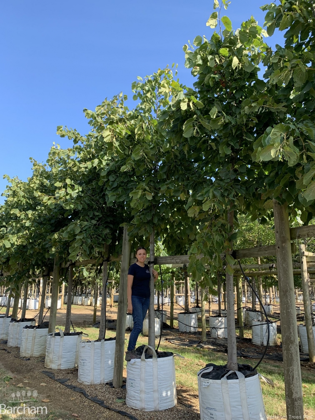 Tilia americana Redmond