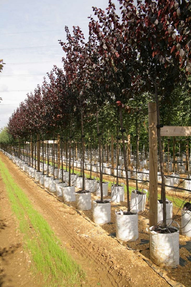 Prunus cerasifera Nigra on the barcham trees nursery