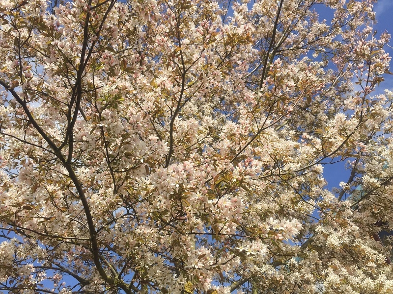 The small white flowers of Amelanchier arborea Robin Hill