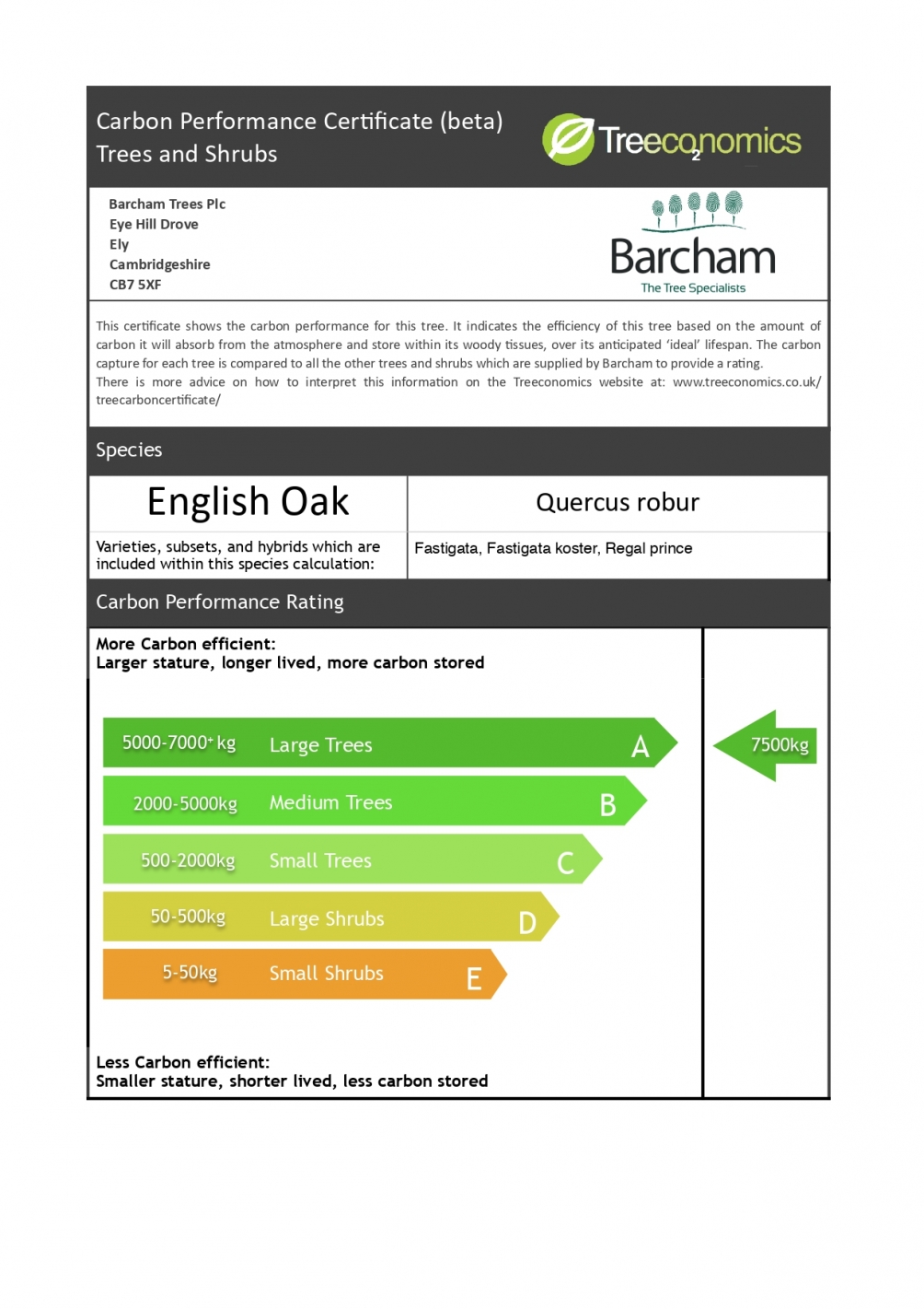 Quercus robur Regal Prince