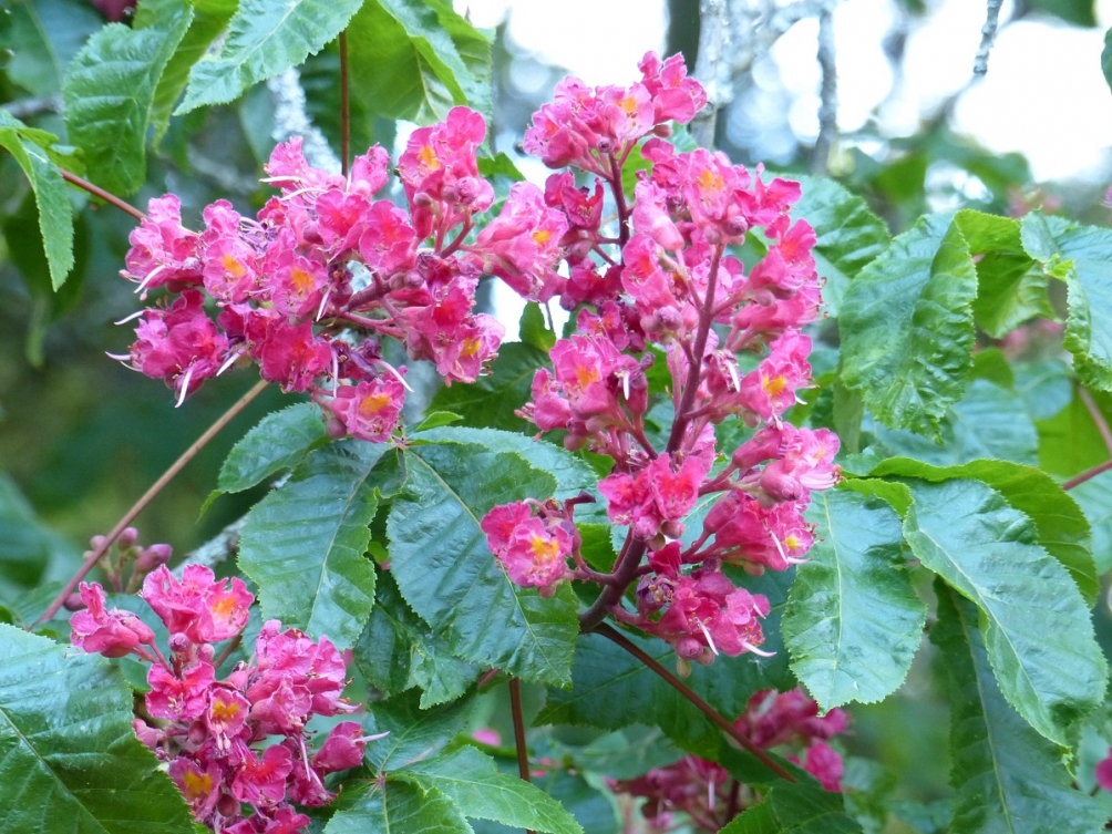 The red/pink flower of Aesculus x carnea Briotti