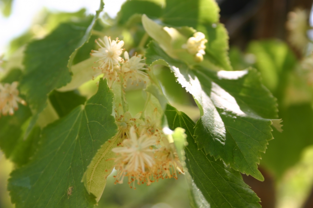 Tilia cordata Greenspire flowers