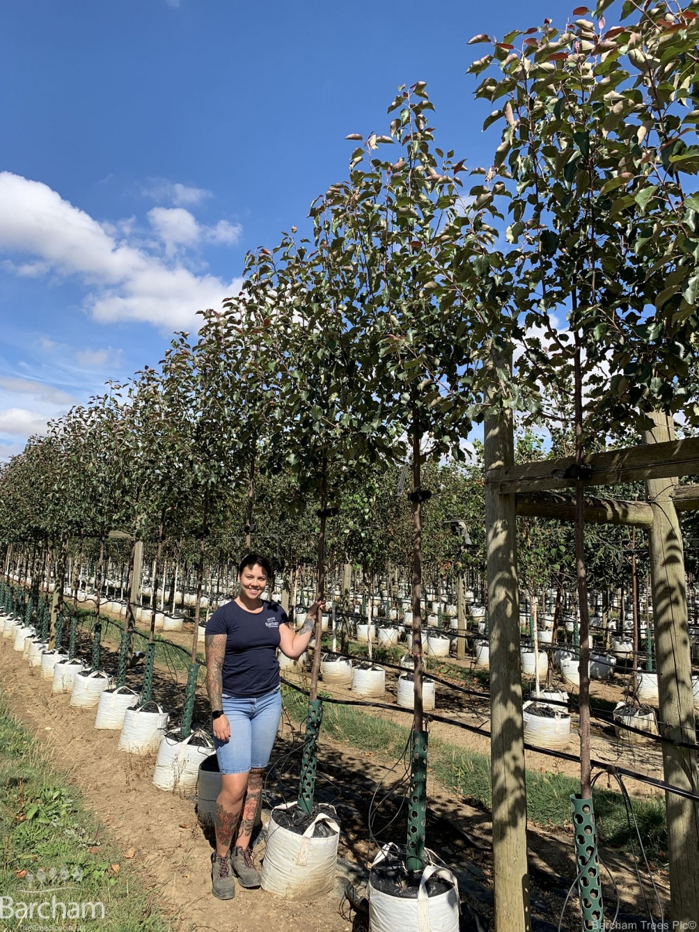 Malus Rudolph