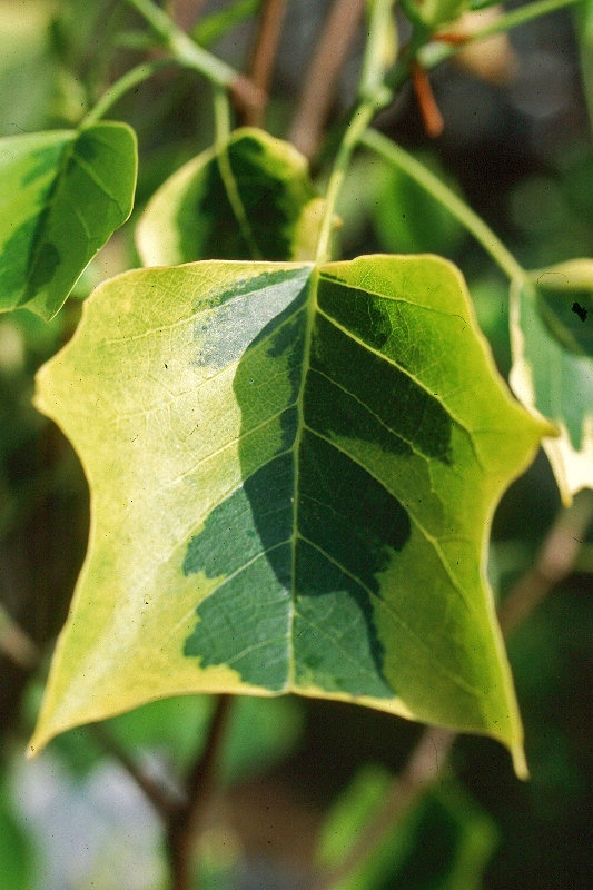 the variegated leaf of Liriodendron tulipifera Aureomarginatum