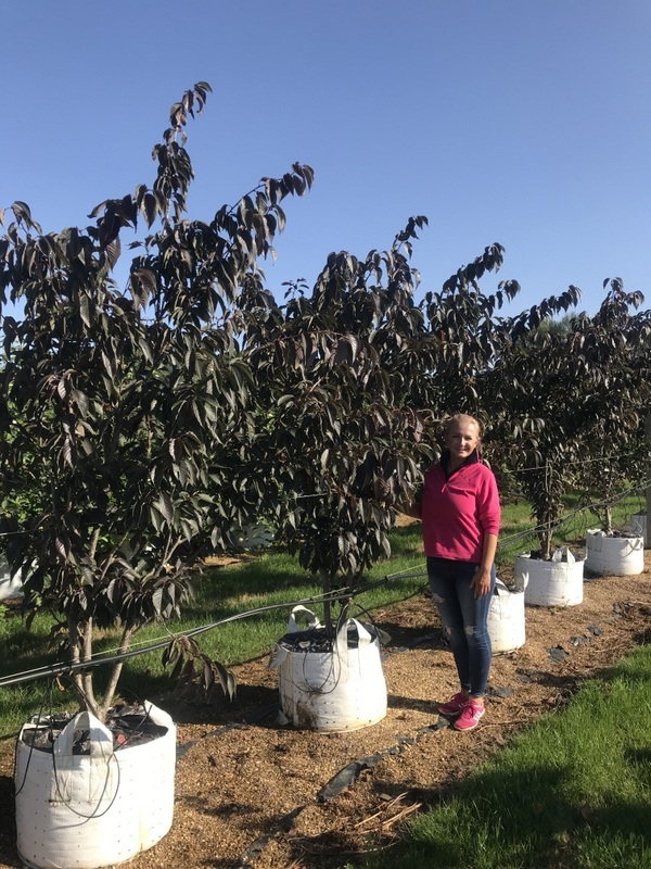 Prunus Royal Burgundy multi-stem on the barcham trees nursery