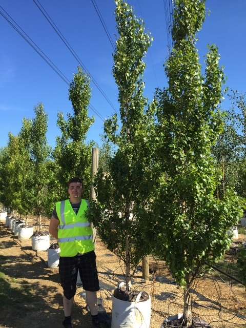 Betula pendula Obelisk at barcham trees