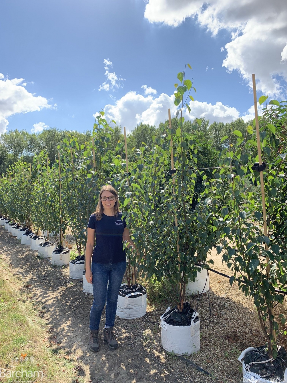 Betula albosinensis Fascination multi-stem