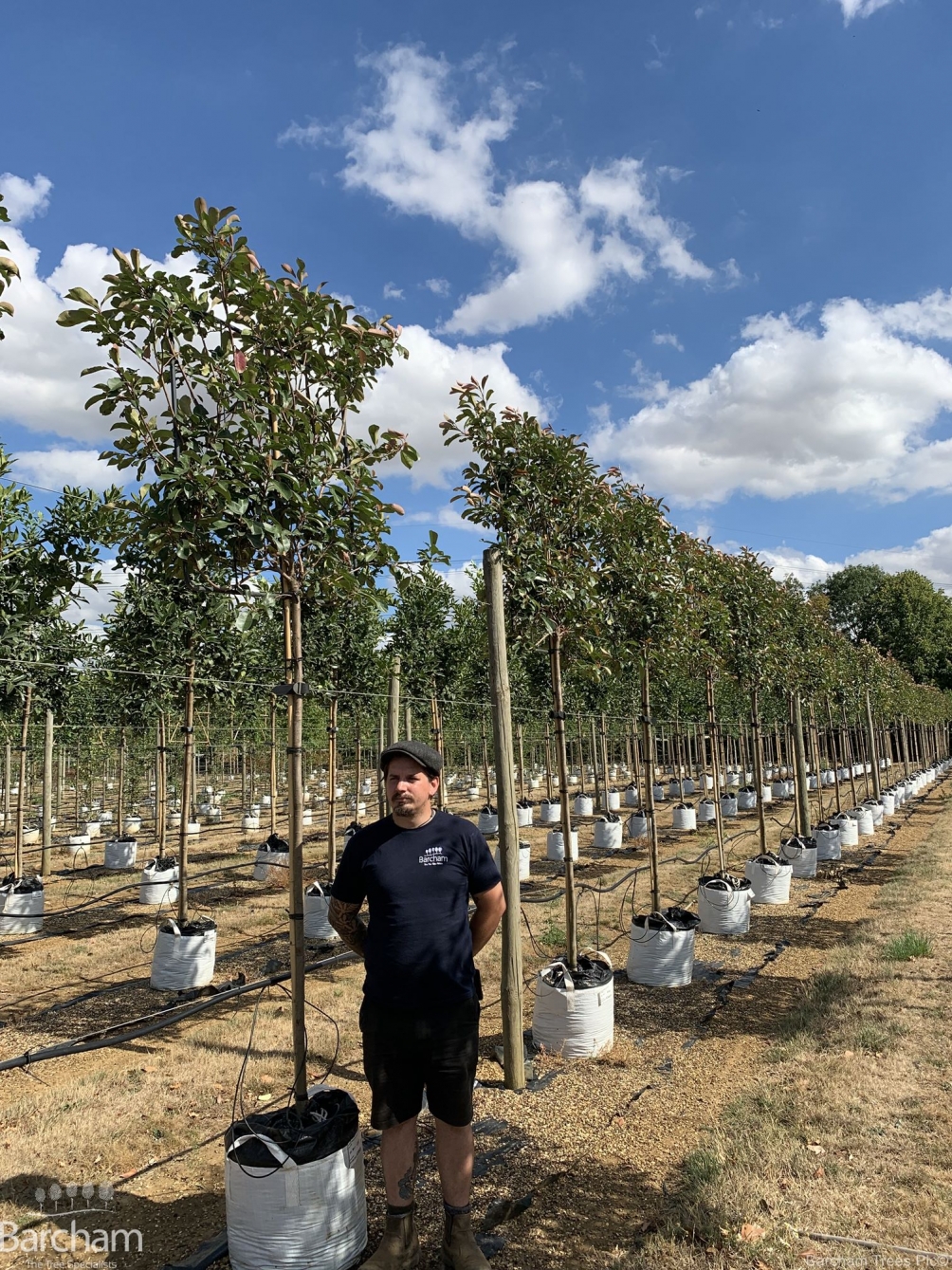 Photinia fraseri Red Robin Pleached