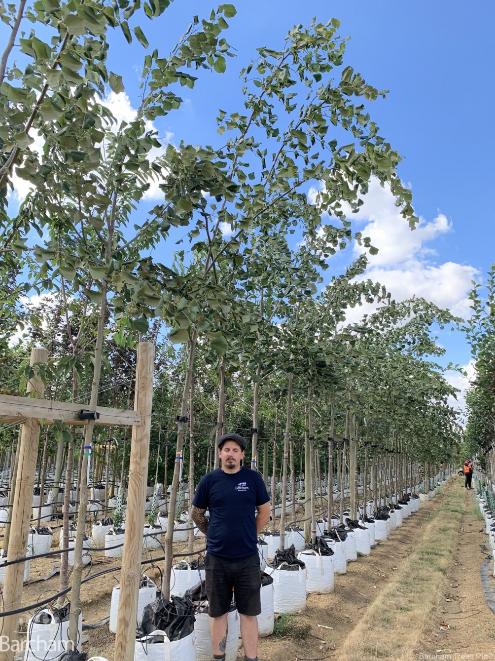 Tilia tomentosa Petiolaris