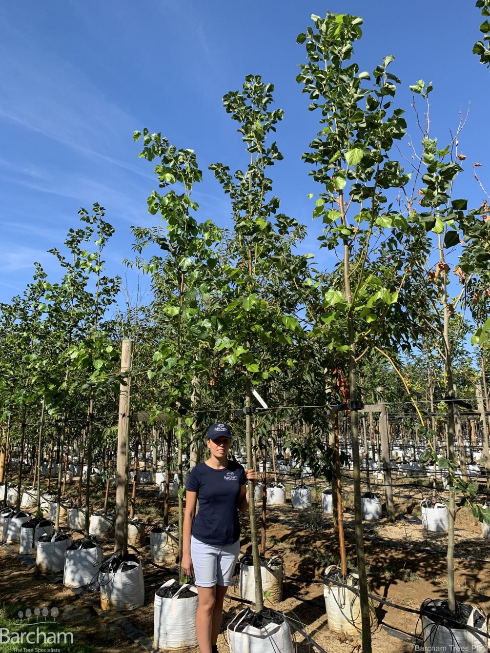 Tilia x euchlora