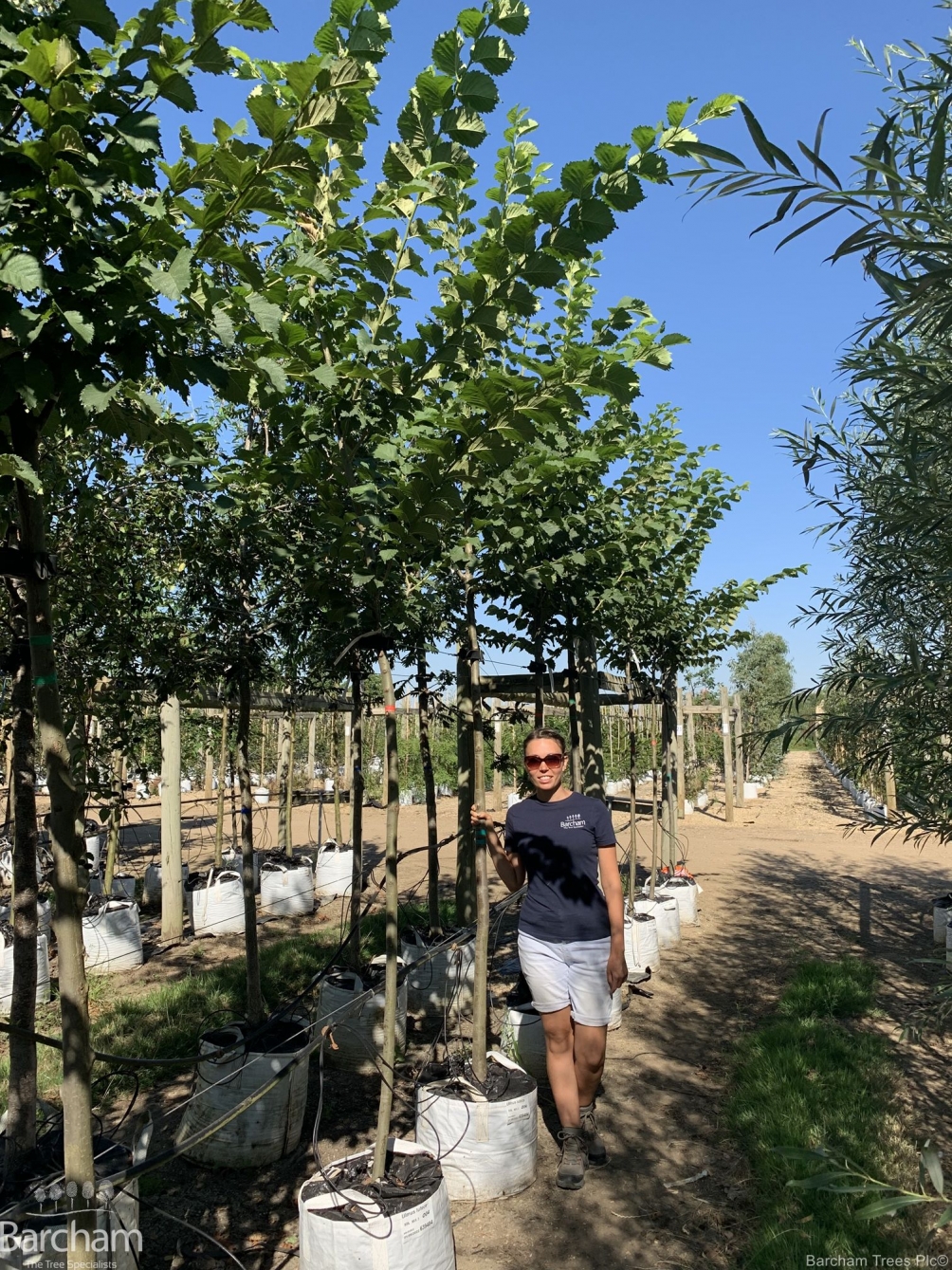 Ulmus lutece
