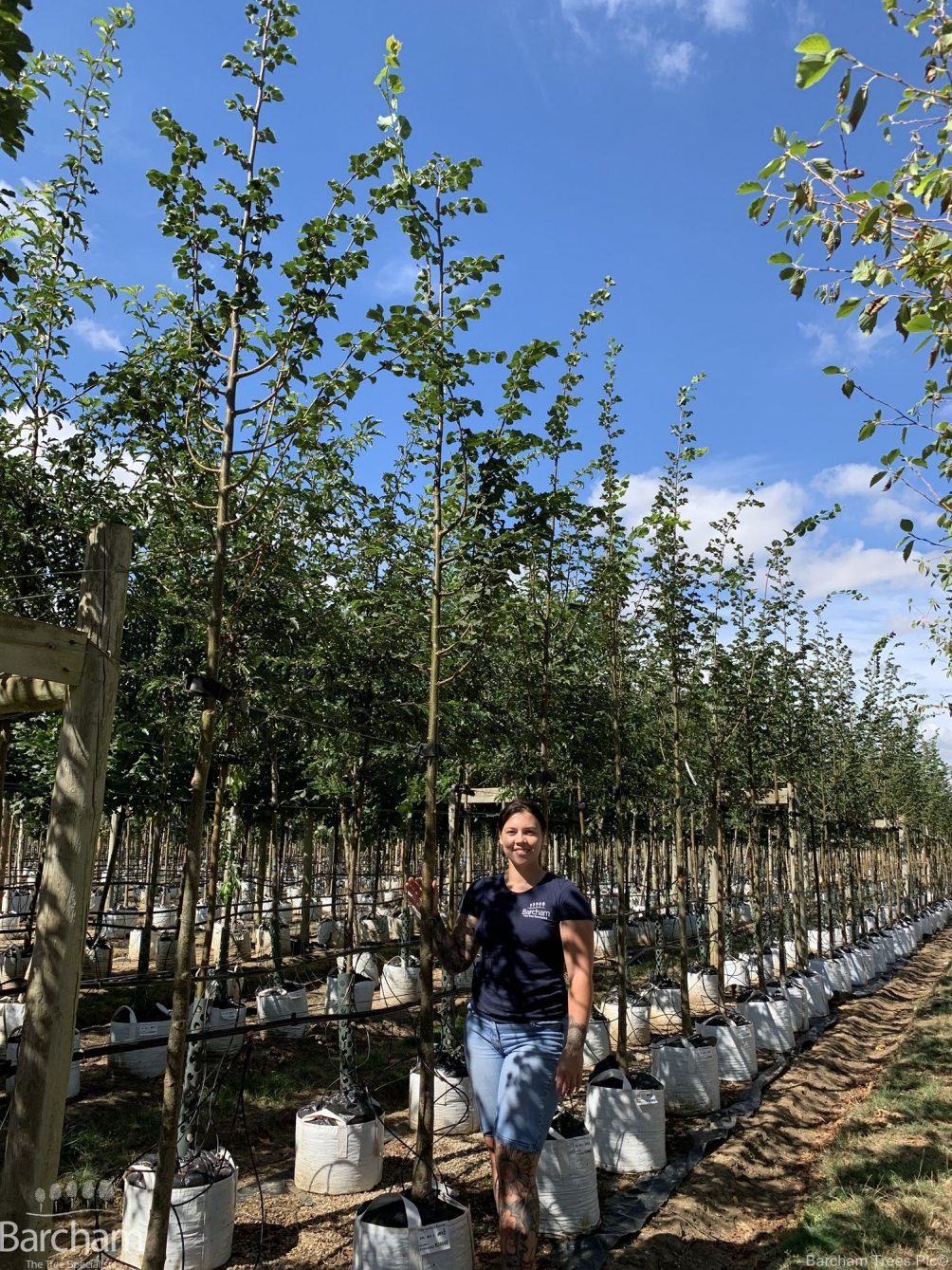 Tilia cordata Rancho