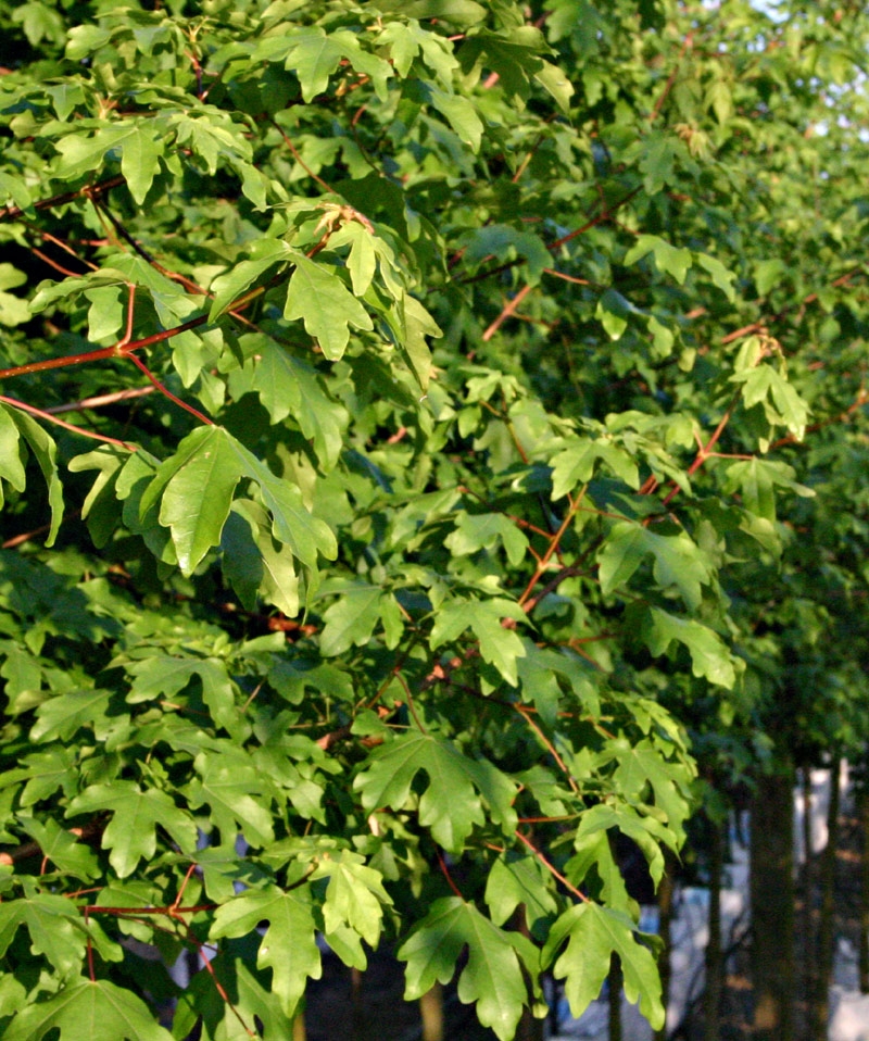 the foliage of Acer campestre Elsrijk