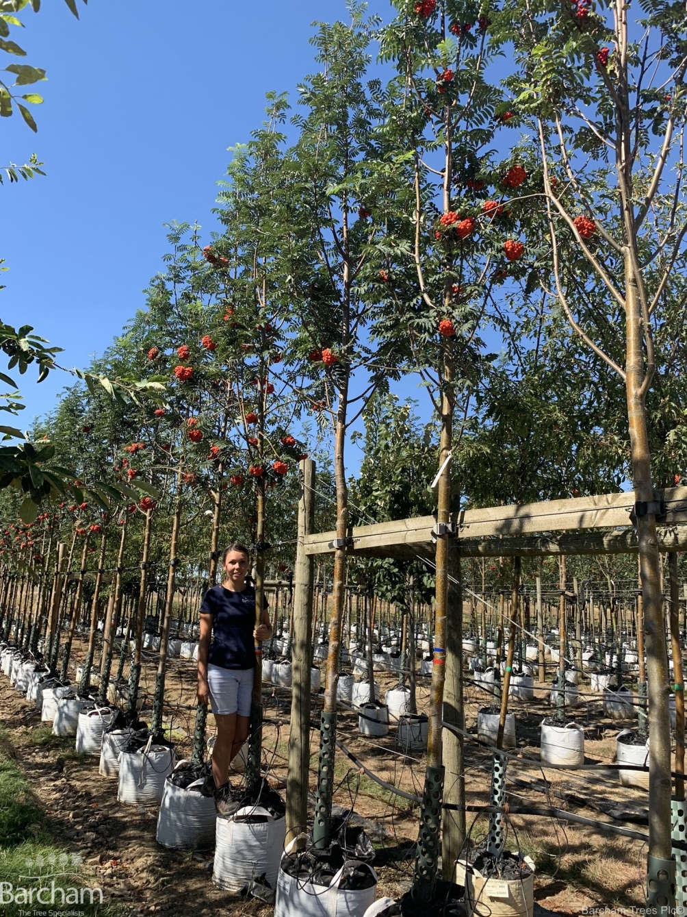 Sorbus aucuparia Sheerwater Seedling