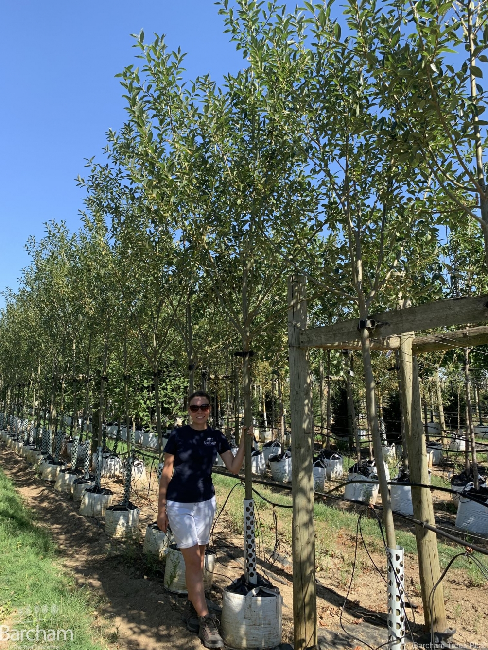 Salix pentandra