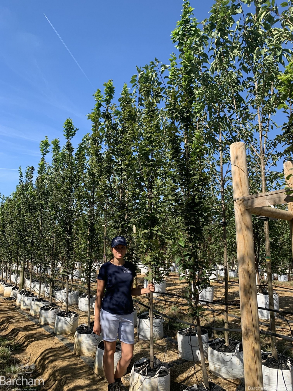 Carpinus betulus Lucas