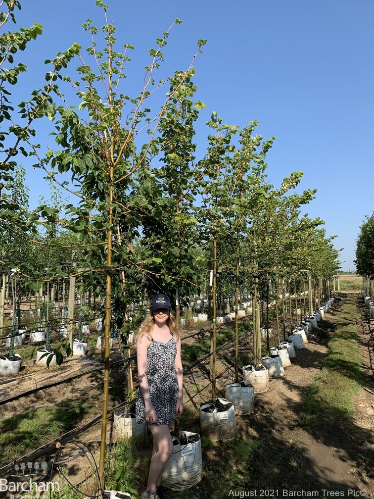 Tilia cordata Winter Orange