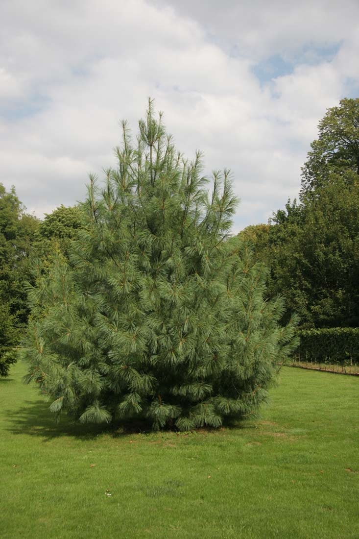 Mature Pinus wallichiana