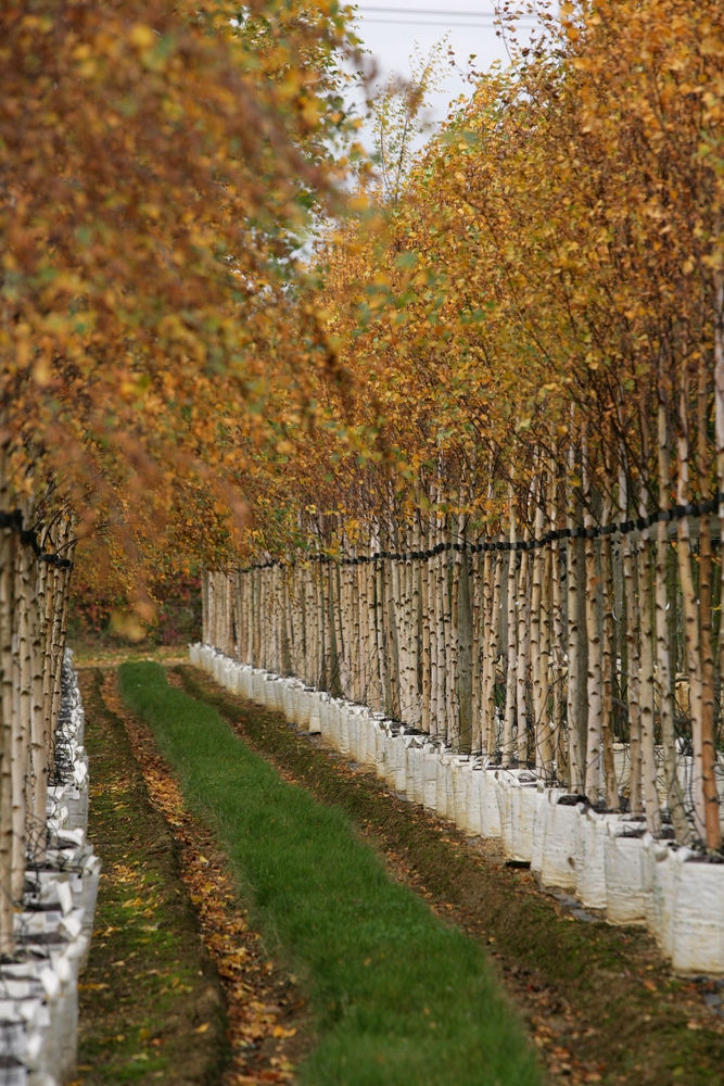 autumn colour of Betula pendula