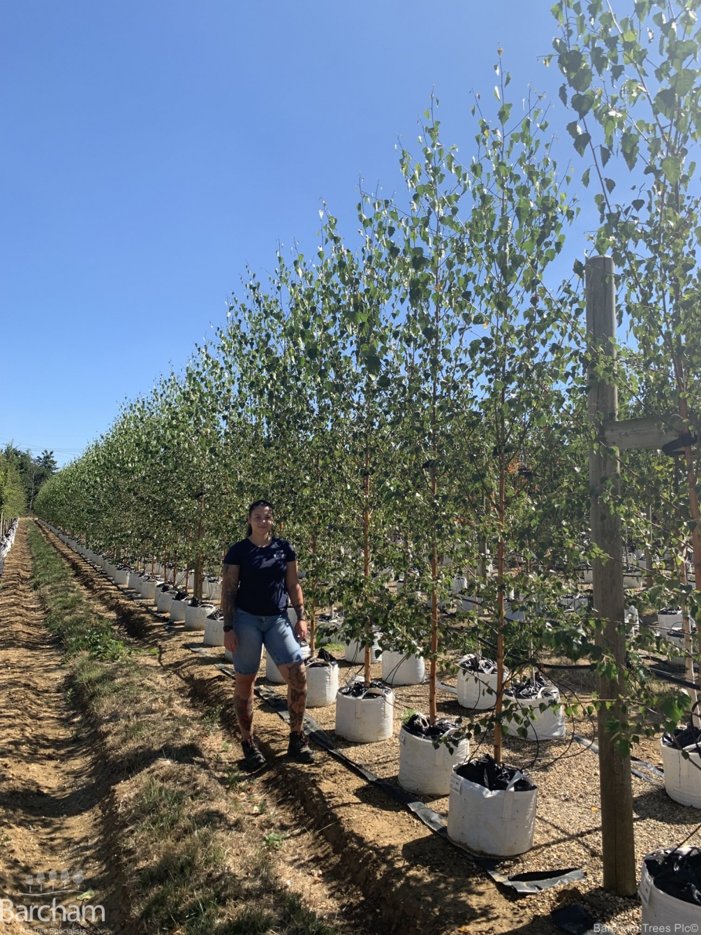 Betula pendula Zwisters Glory