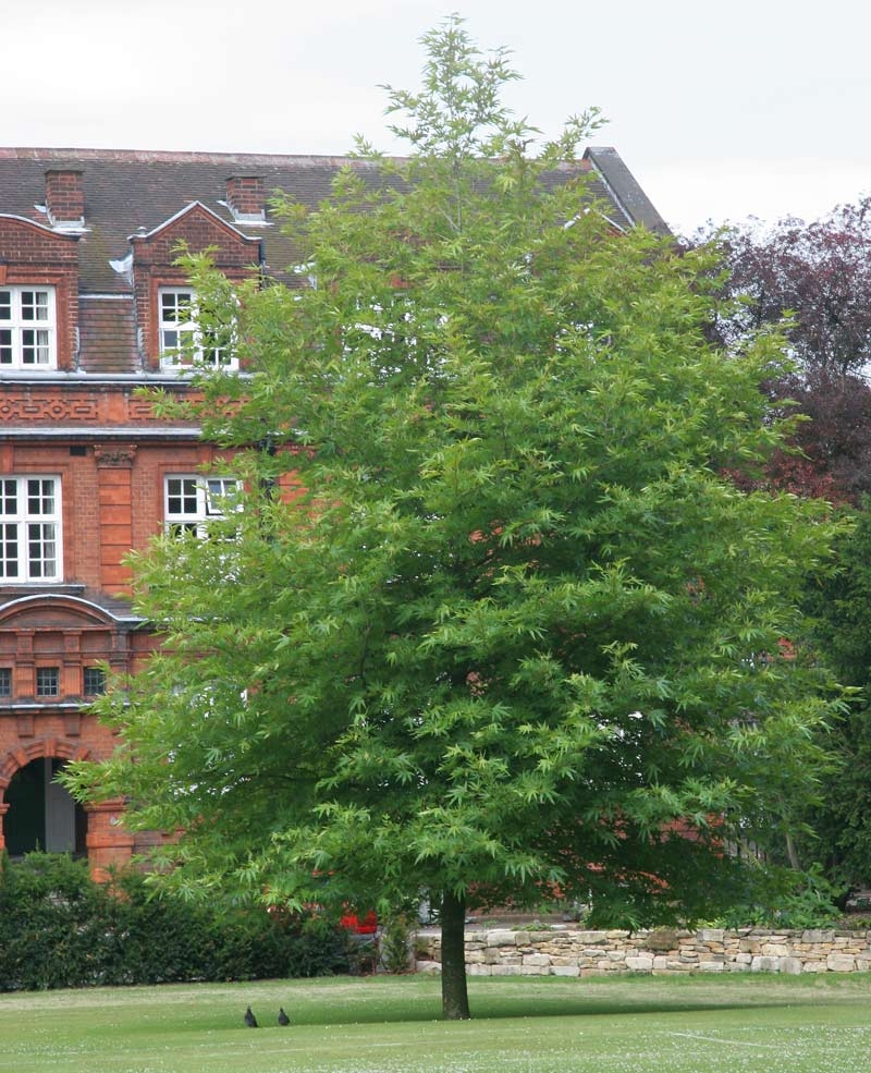 Mature Platanus orientalis Digitata