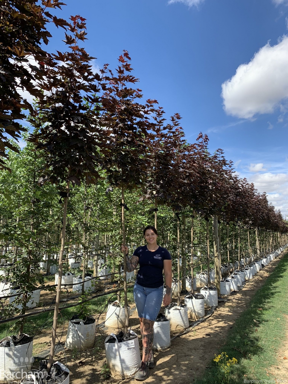 Acer platanoides Crimson Sentry