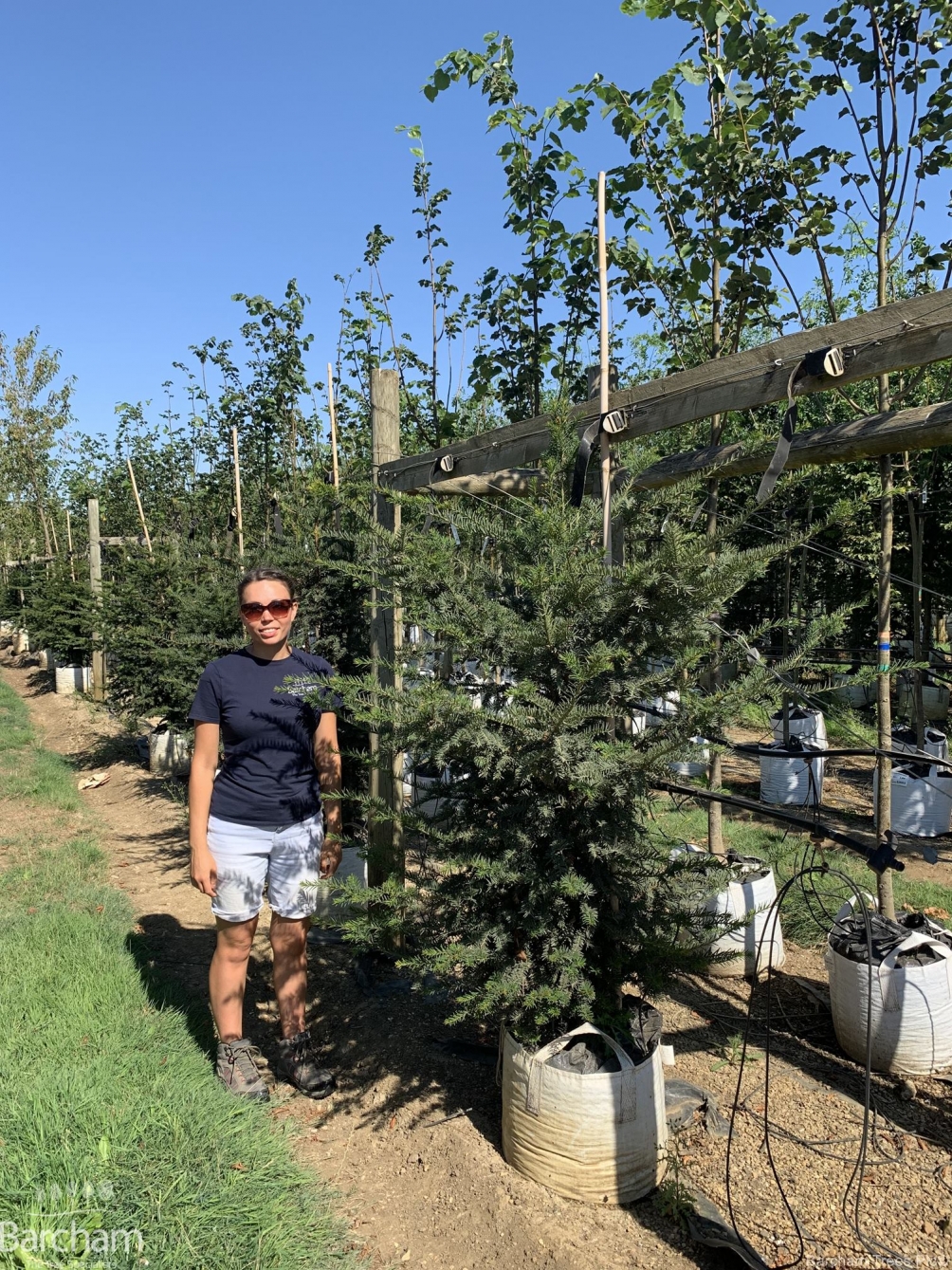 Taxus baccata