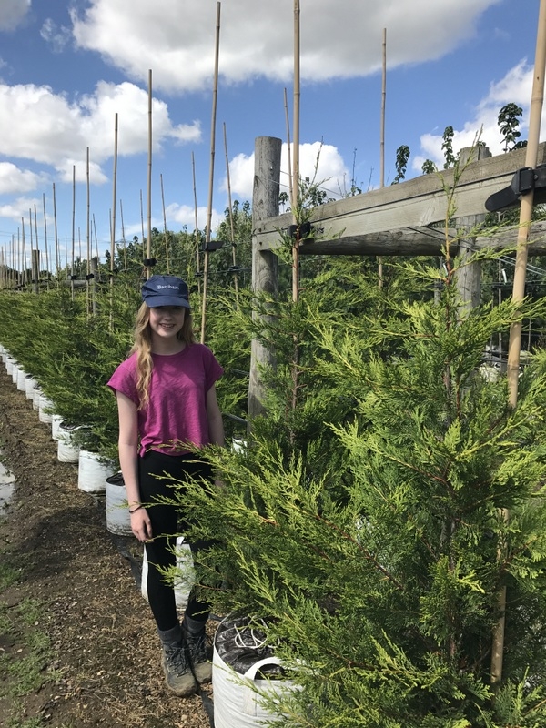 small Cupressocyparis leylandii Castlewellan at Barcham trees