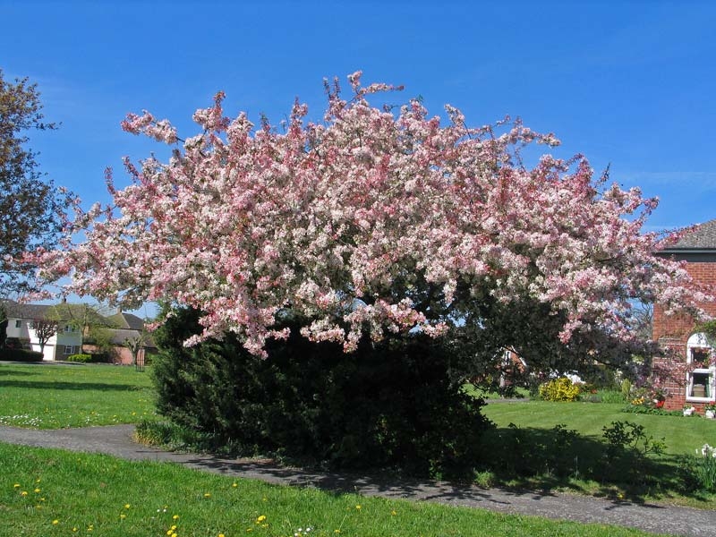 mature Malus floribunda