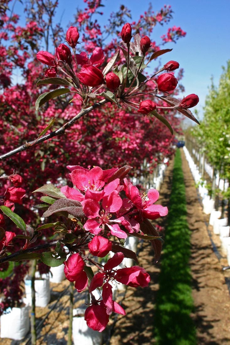 Crab apple blossom. Яблоня Malus Profusion. Яблоня ред роялти. Яблоня ред кетти. Профьюжен яблоня декоративная.