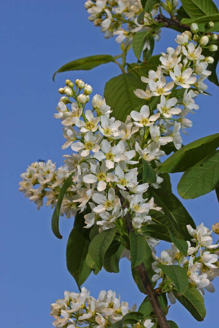 The flowers of Prunus padus Albertii