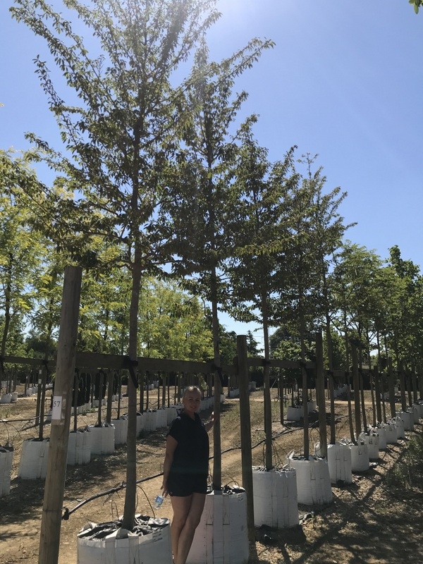 20-25cm girth Diospyros lotus at barcham trees