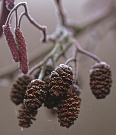 close up of the cone like fruits of Alnus glutinosa