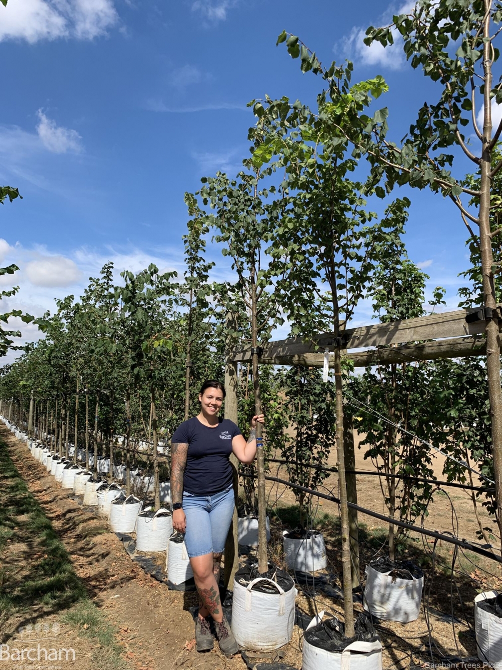 Tilia cordata