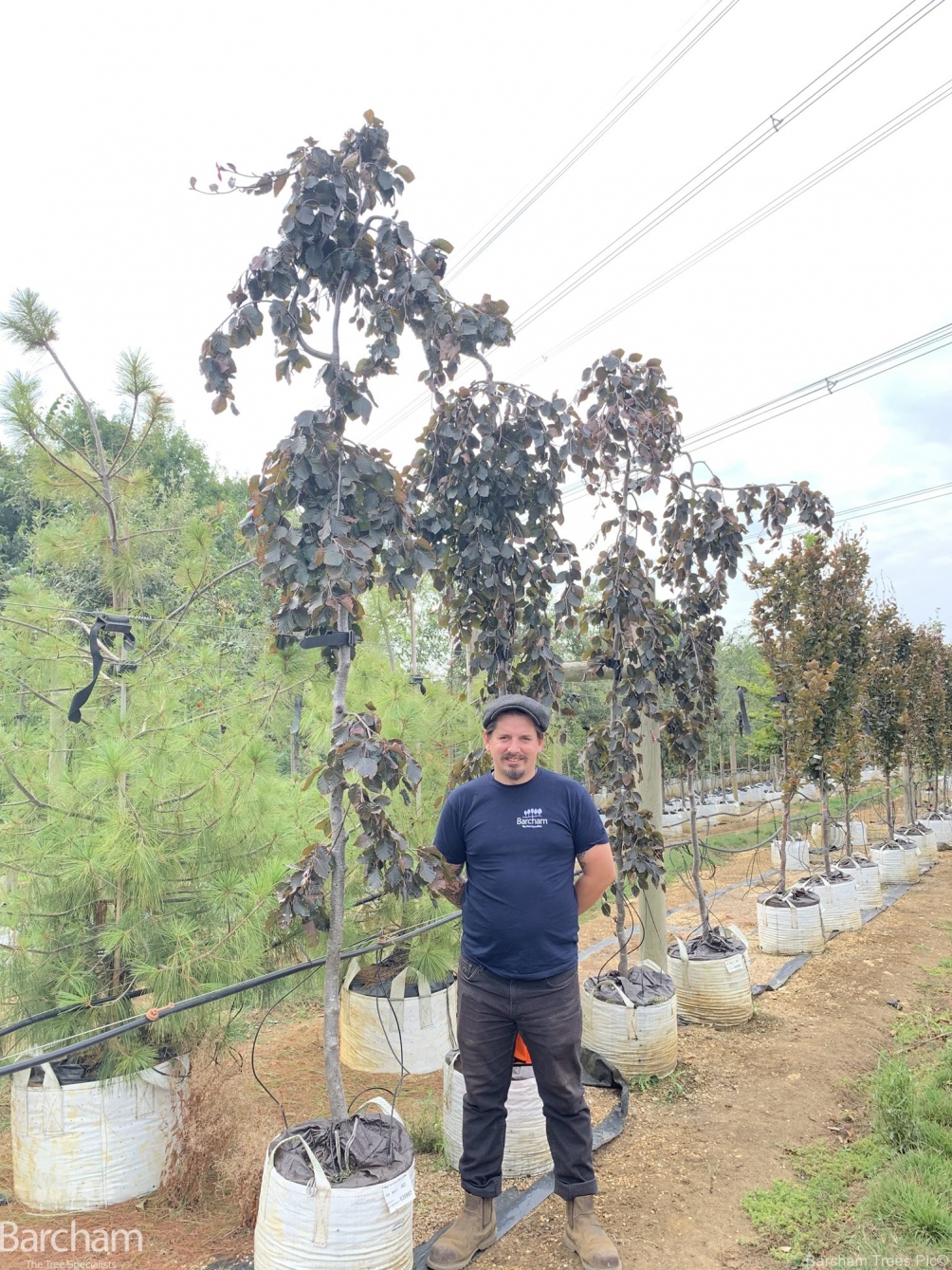 Fagus sylvatica Black Swan