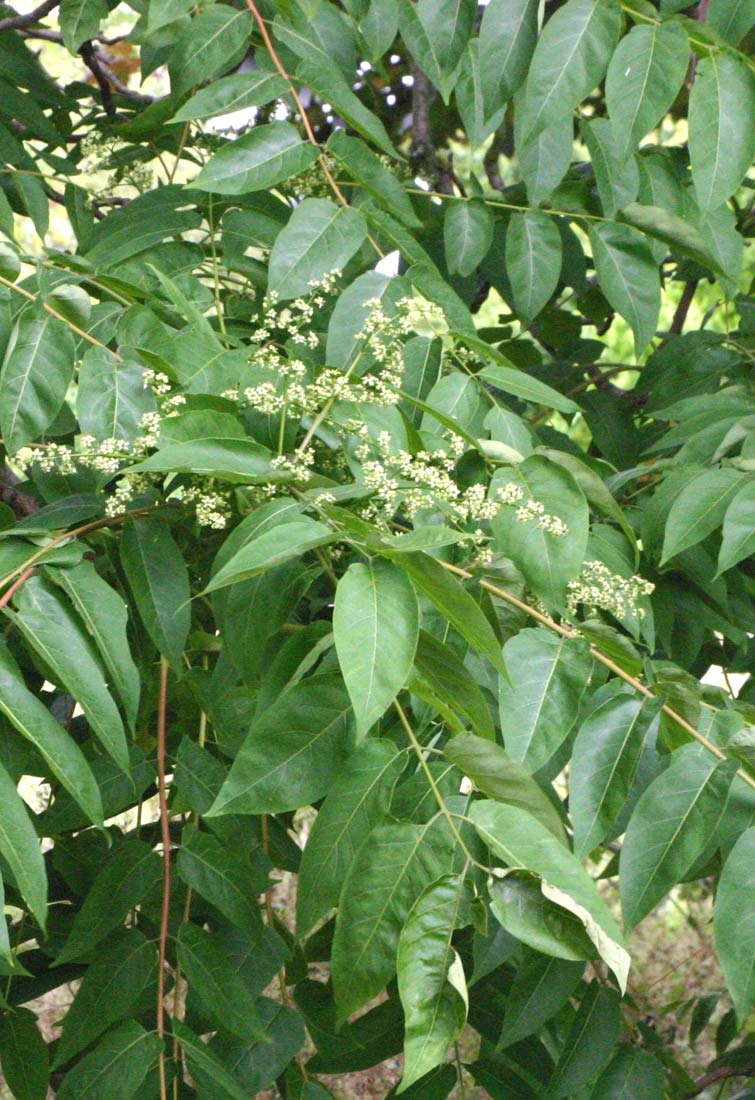 The leaves of  Ailanthus altissima