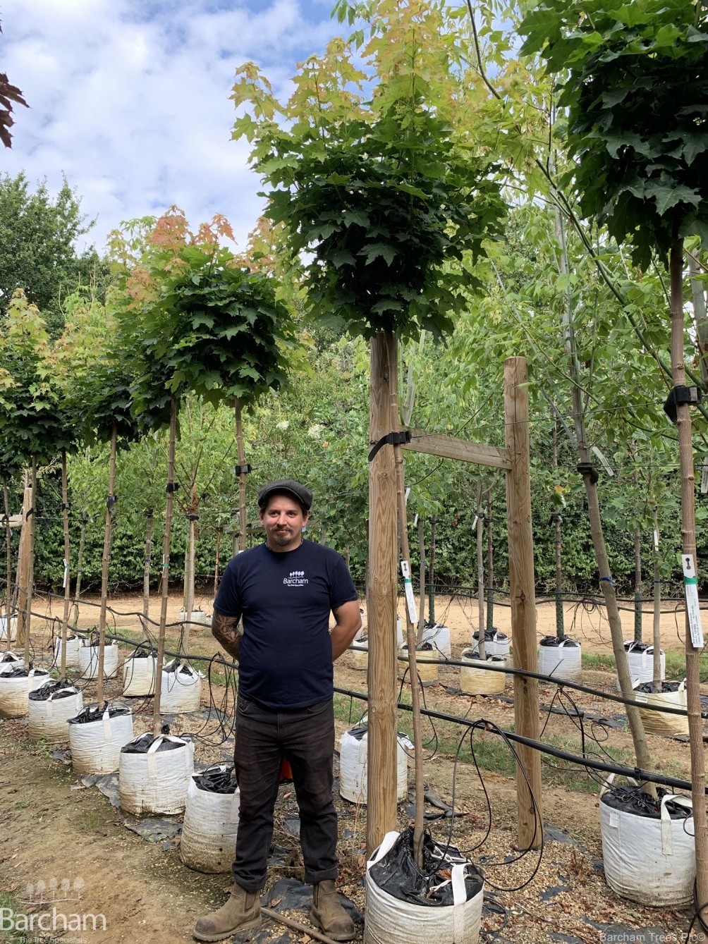 Acer platanoides Globosum