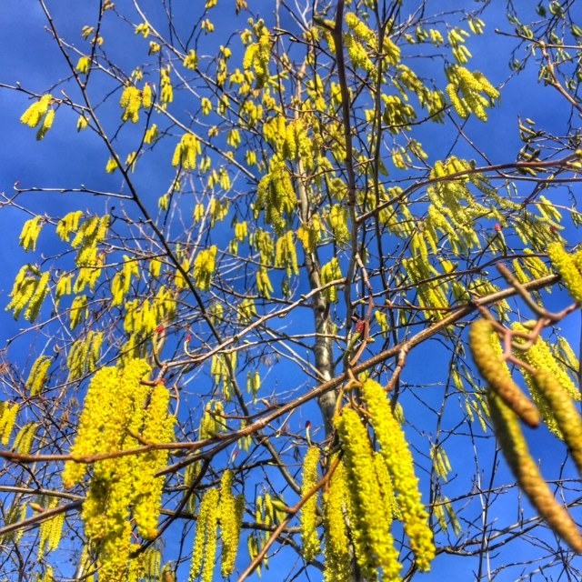 Alnus cordata catkins