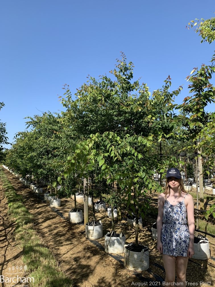 Zelkova serrata
