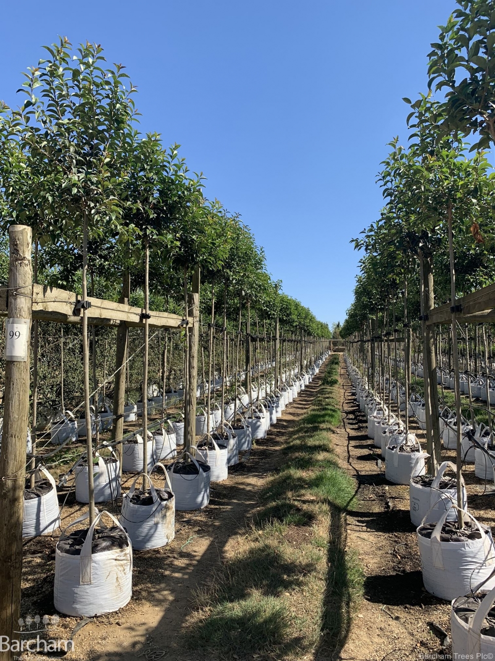 Ligustrum japonicum