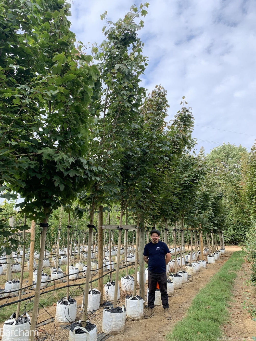 Acer platanoides Fairview