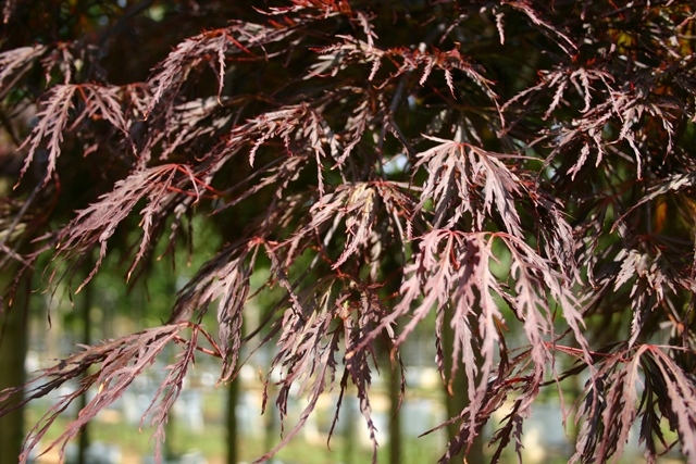 Acer palmatum Dissectum Garnet foilage