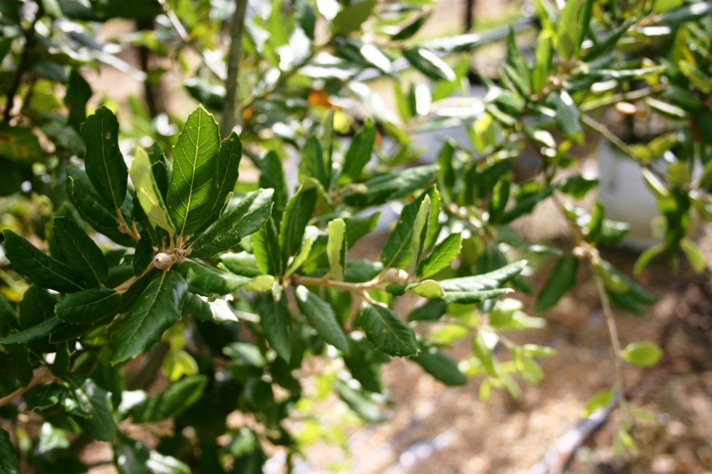 foliage of Quercus Ilex multi-stem