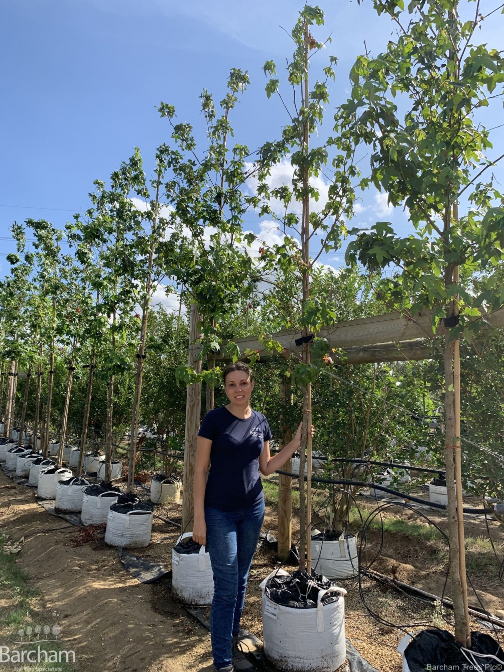 Liquidambar styraciflua