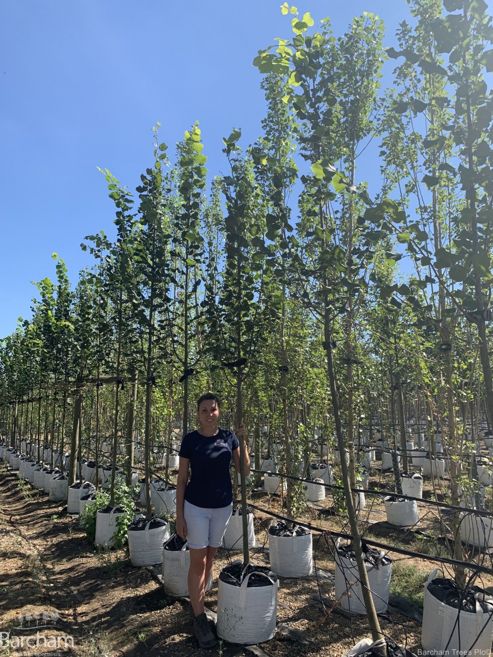 Tilia platyphyllos Rubra